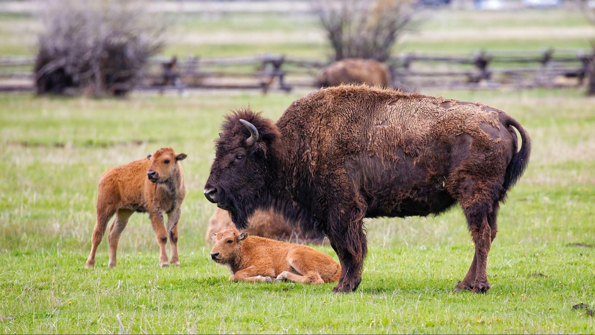 Bison and cows together